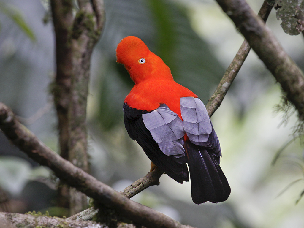 Bosques nublados de Ecuador