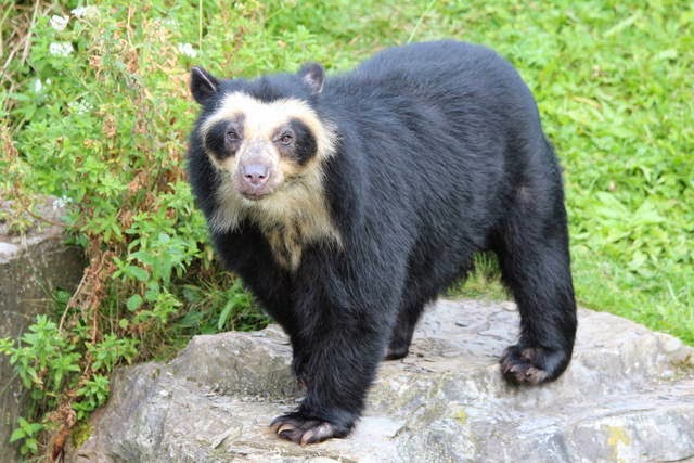 Bosques nublados de Ecuador