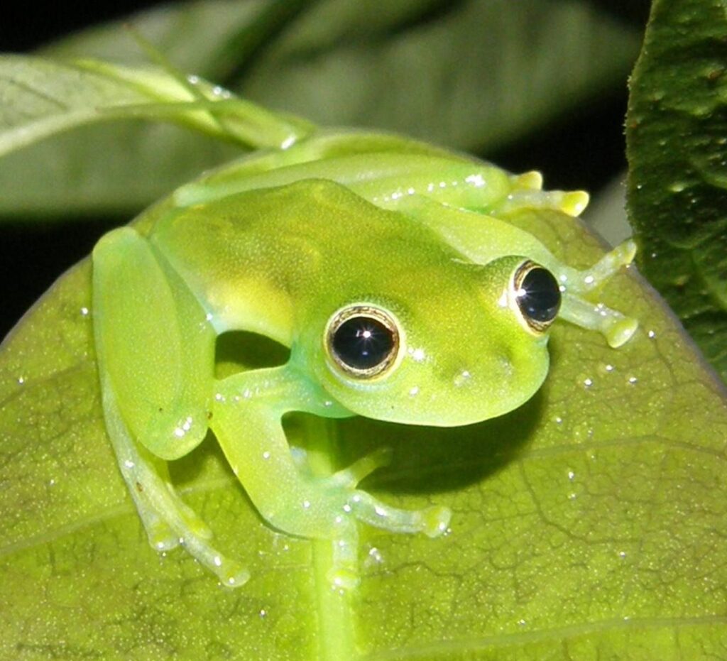 Bosques nublados de Ecuador