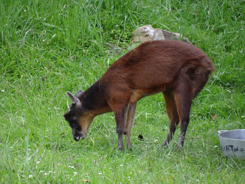 Fauna del Parque Nacional Sangay