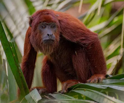Fauna del Parque Nacional Sangay