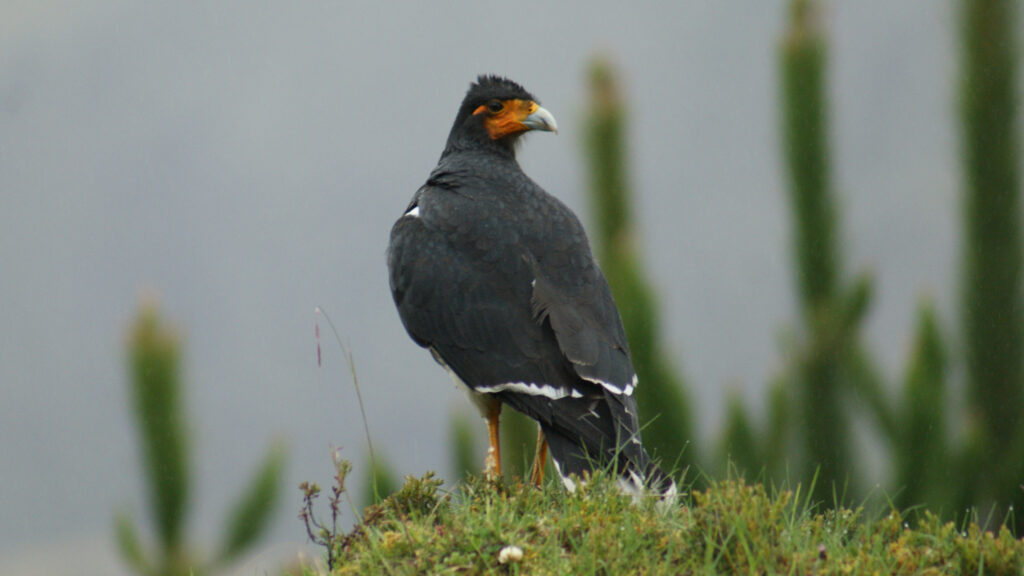 Fauna del Parque Nacional Sangay