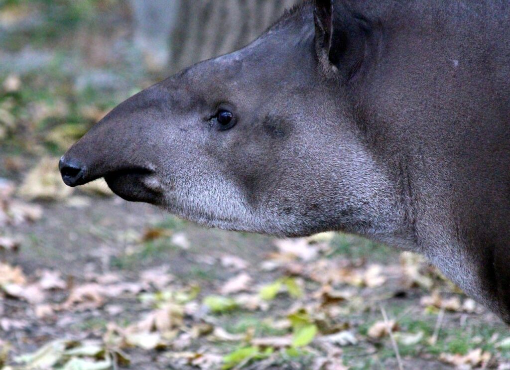 Fauna del Parque Nacional Sangay