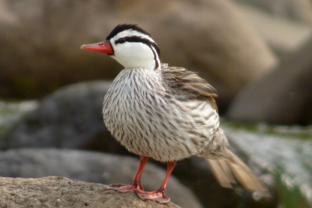 Fauna del Parque Nacional Sangay