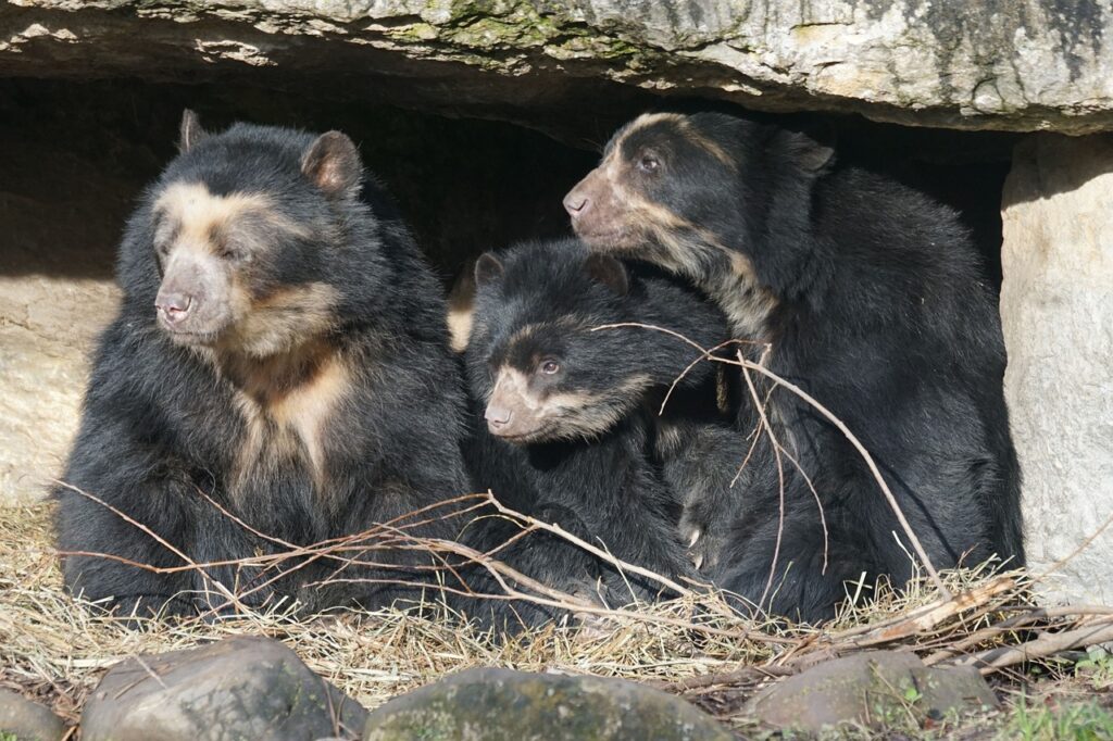 Fauna del Parque Nacional Sangay