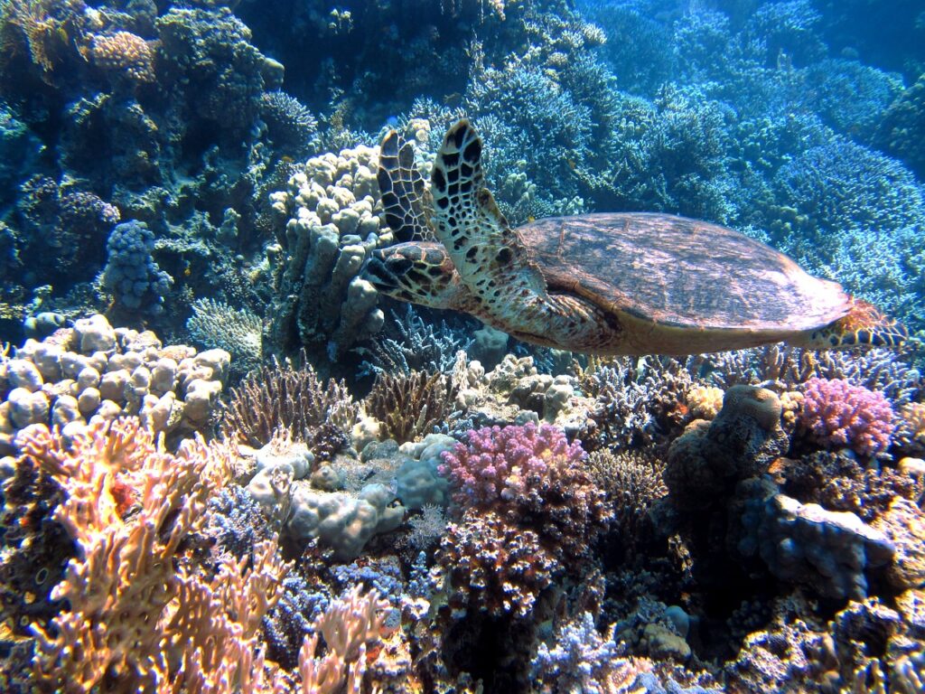 Conservación de los Corales en la Costa Ecuatoriana