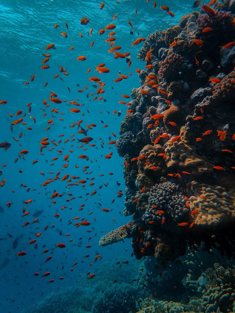 Conservación de los Corales en la Costa Ecuatoriana